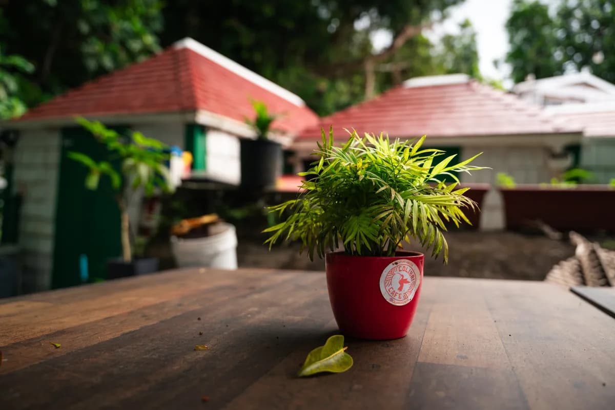 Colibri Café on Saba serving fresh food and drinks with island views