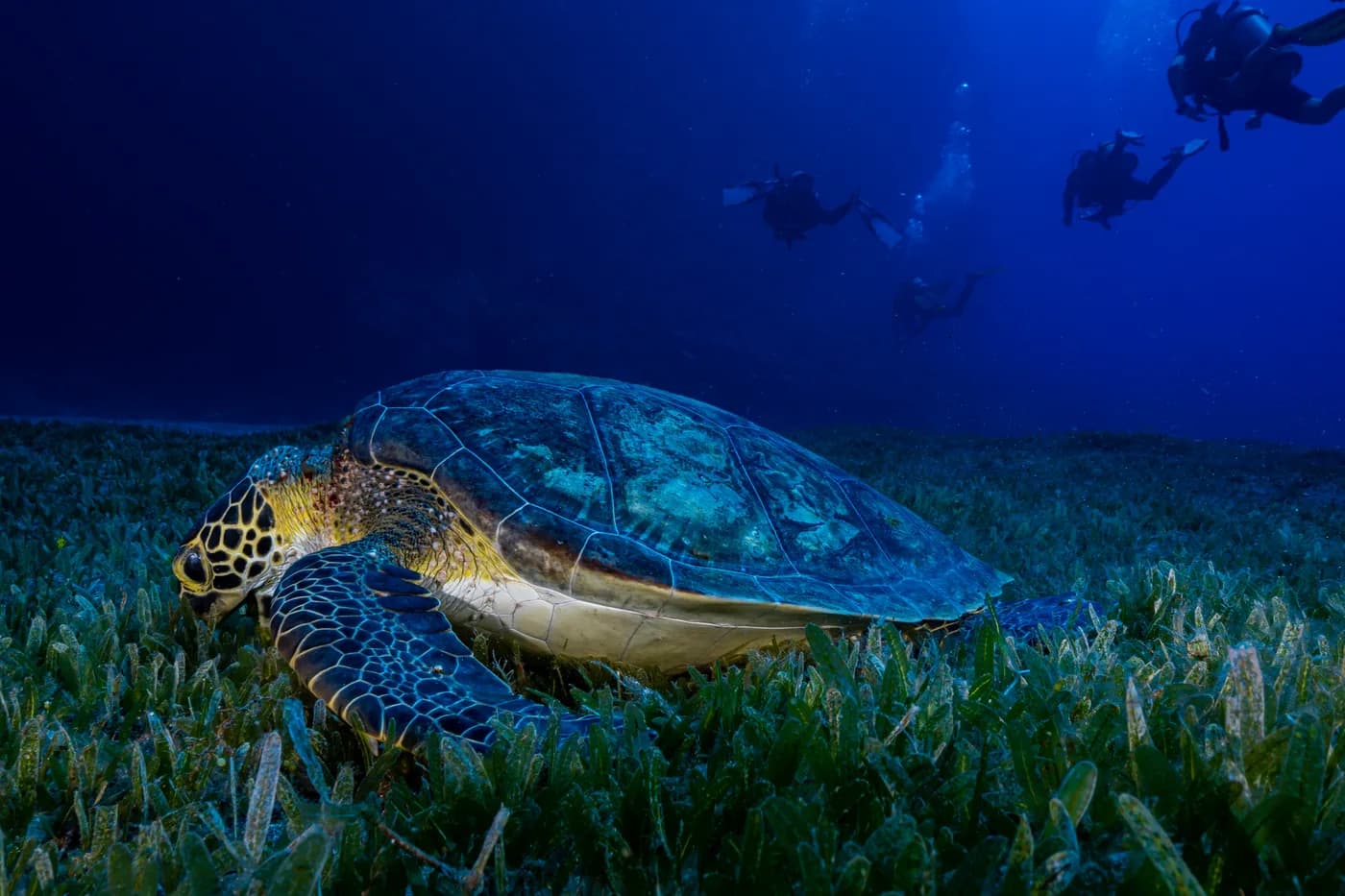 Divers observing a green sea turtle resting in seagrass at Saba's Marine Park.