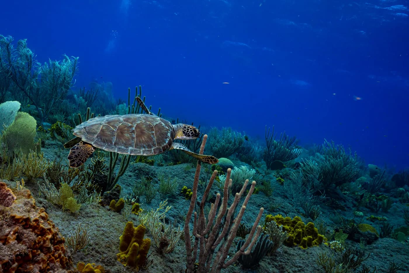 Diving at Tent Reef in the Saba Marine Park