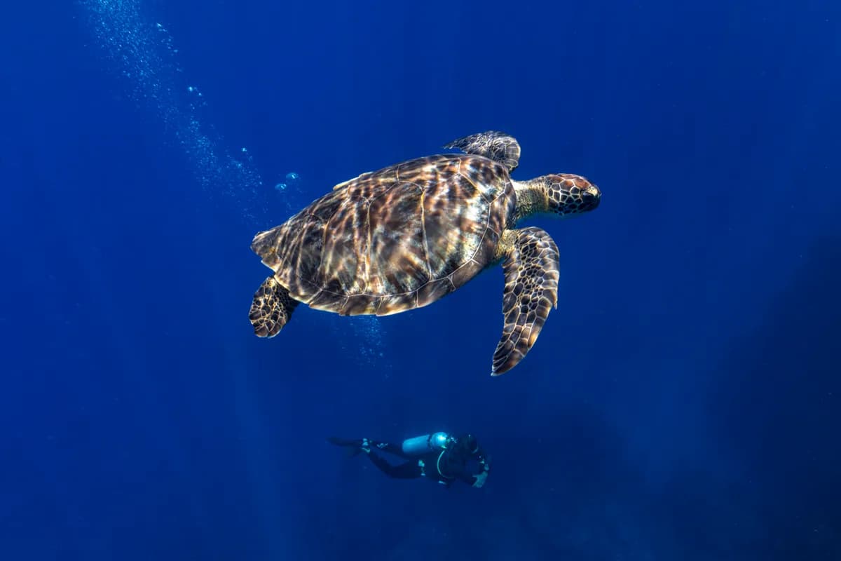 Green turtle swimming above open water with a diver in the background, Saba.