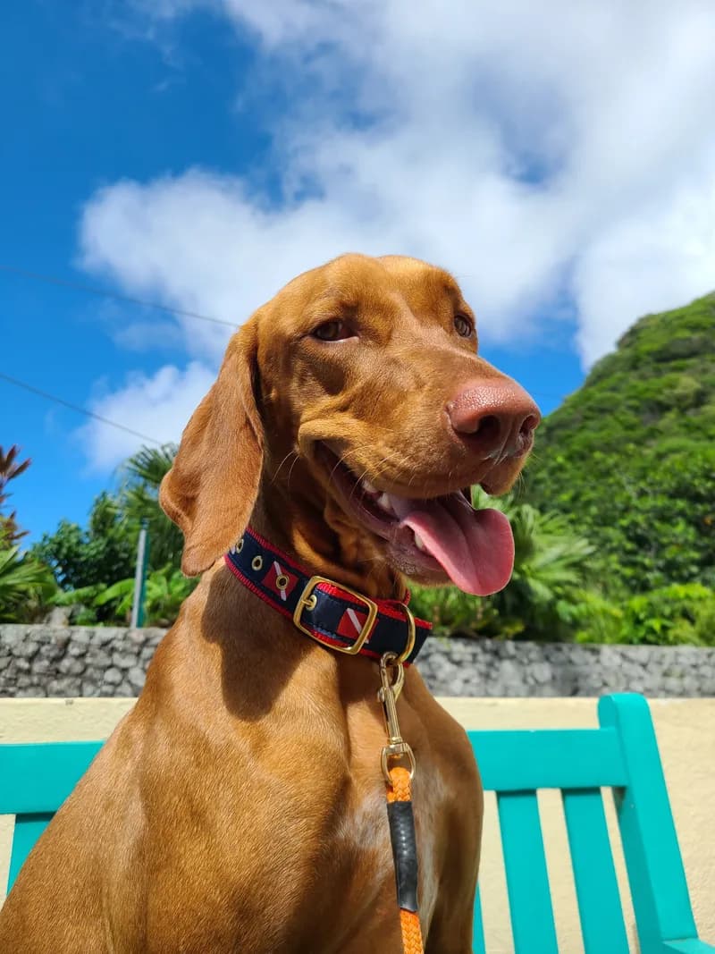 Gunner, Dive Dog, American Vizsla at Sea Saba