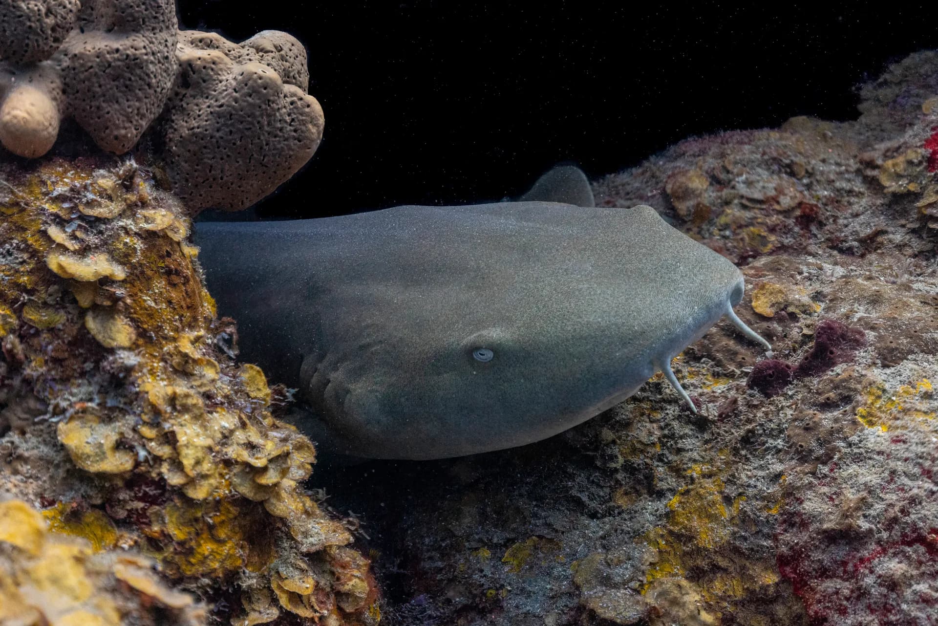 Diving at Ladder Bay in the Saba Marine Park
