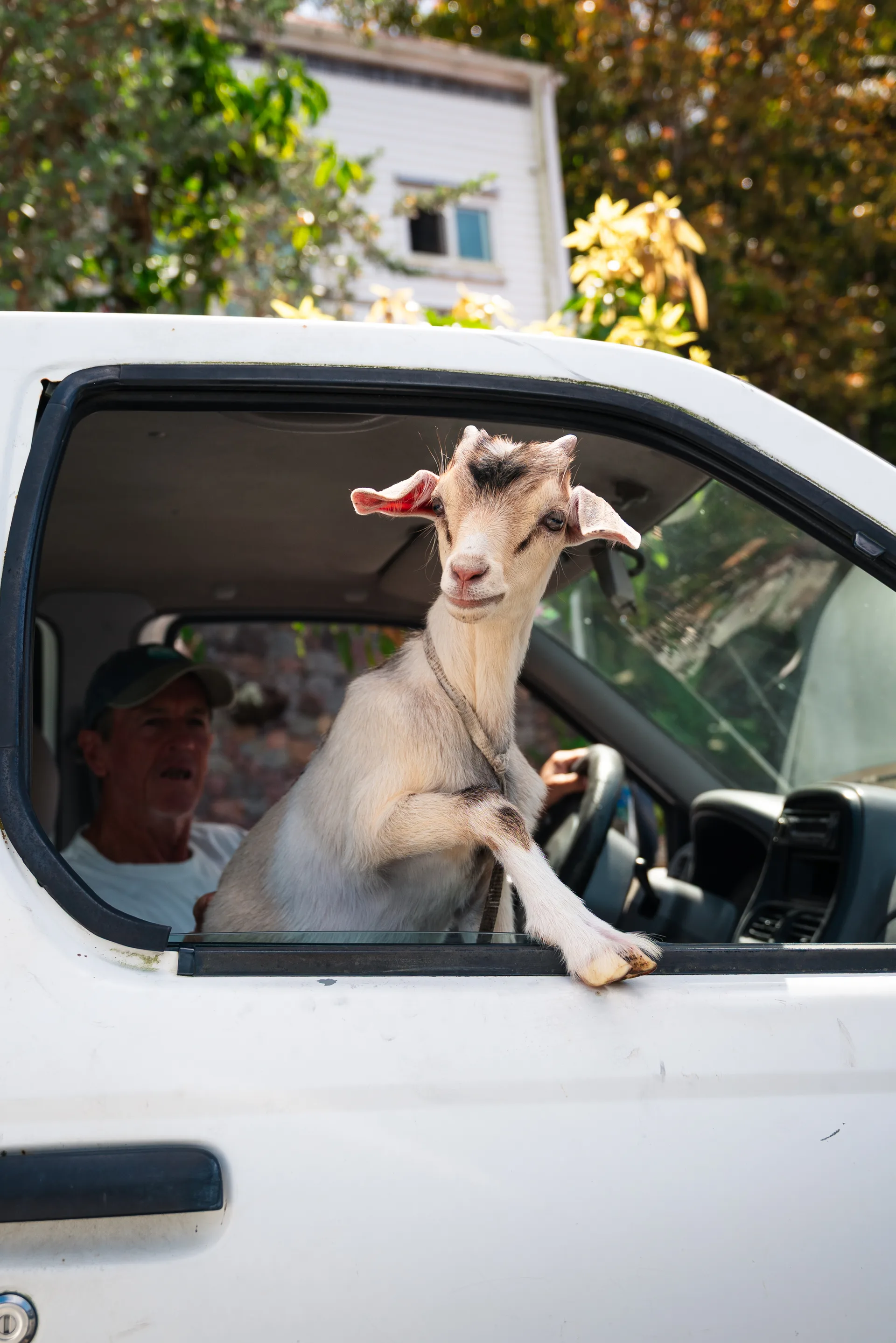 A Saba goat on the island's scenic hillside
