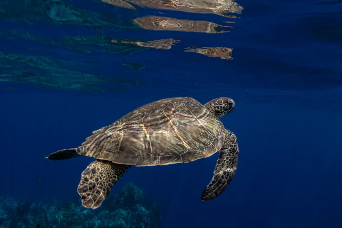 Sea turtle swimming at the surface while snorkeling on Saba