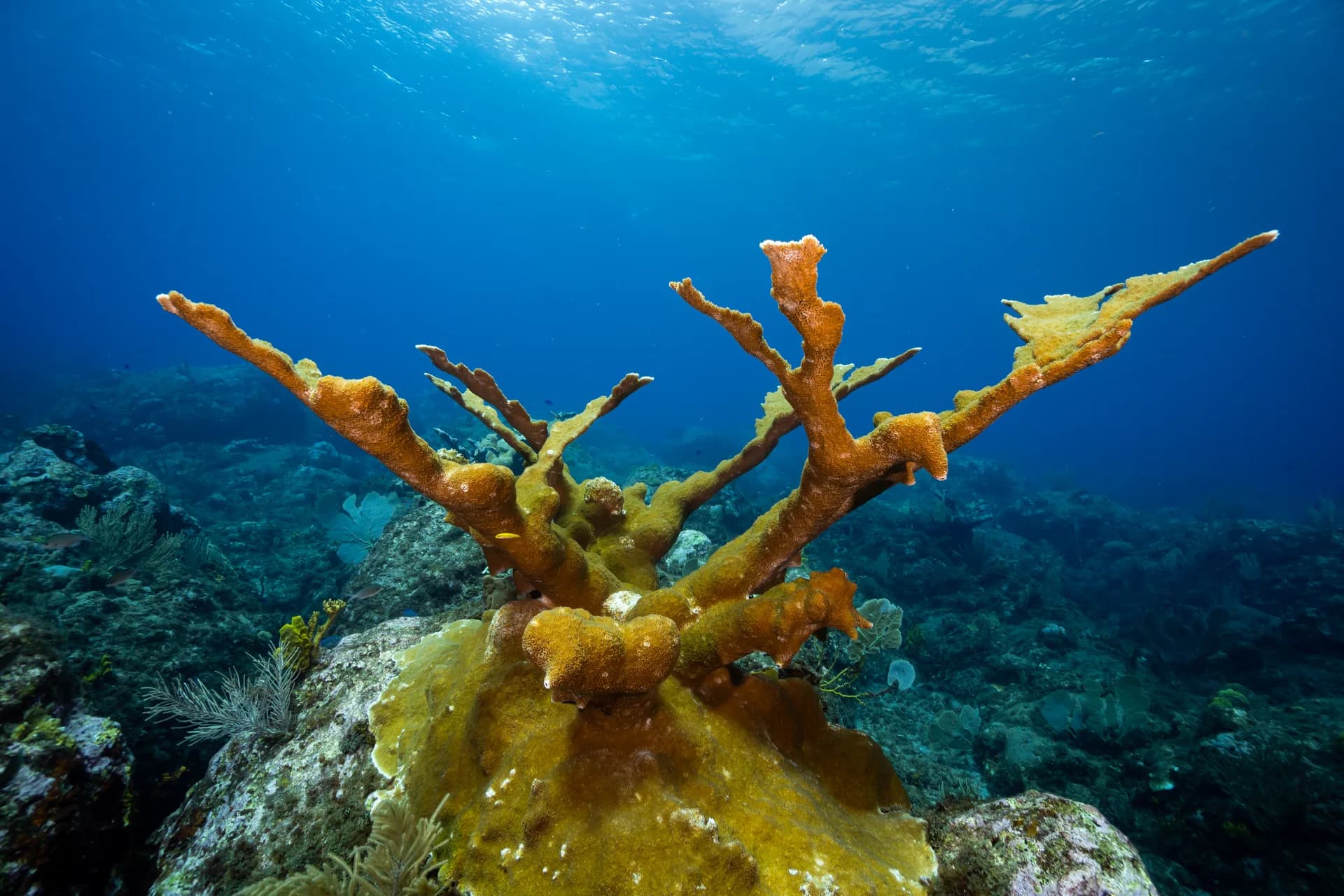 Diving at Windwardside in the Saba Marine Park